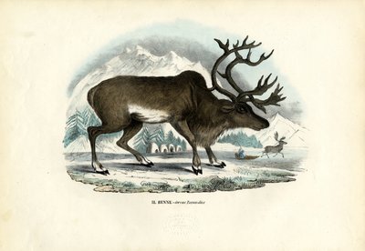 Reindeer, 1863-79 by Raimundo Petraroja